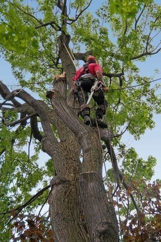 arborist trimming tree in Plantation, Fl