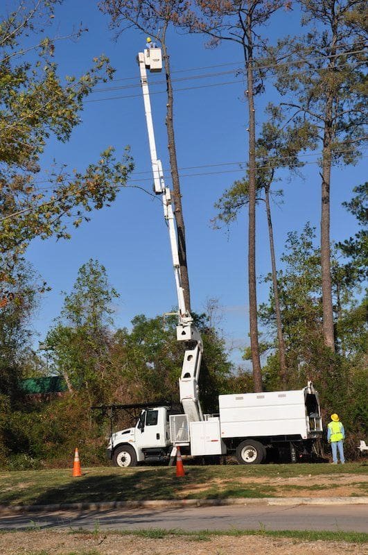 Arborists Performing Tree Trimming in Fort Lauderdale