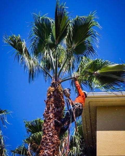 tree service company trimming palm tree in south florida