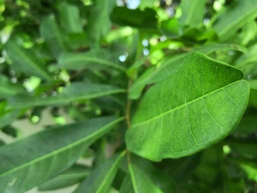 Tree Fertilized in South Florida