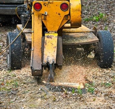 Stump grinding machine removing tree stump